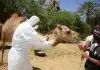 man in white long sleeve shirt riding brown camel during daytime