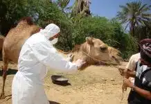 man in white long sleeve shirt riding brown camel during daytime