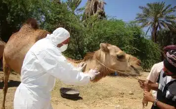 man in white long sleeve shirt riding brown camel during daytime