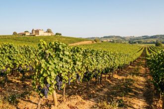 Vignoble traditionnel en Nouvelle-Aquitaine avec château bordelais en arrière-plan